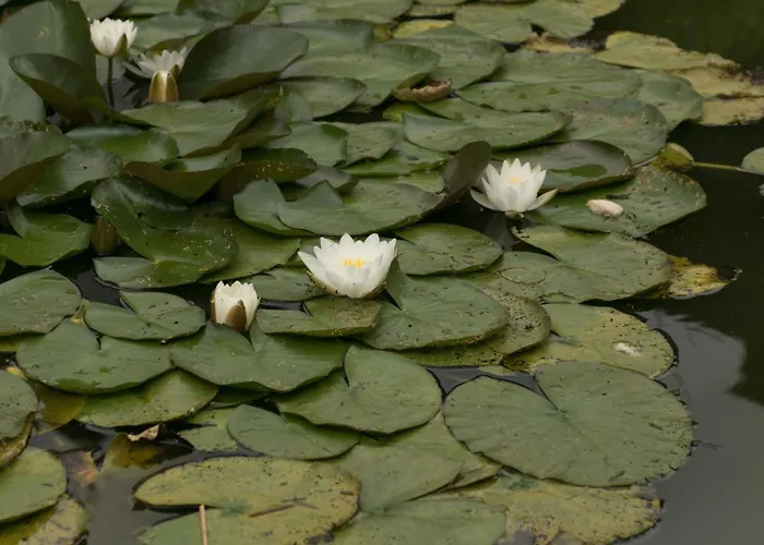 Haus Am Wasserfall 3* Detmold